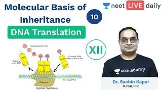 Molecular Basis of Inheritance - L 10 | DNA Translation | Unacademy NEET | Biology | Sachin Sir