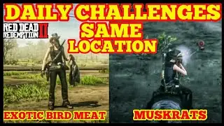 DAILY CHALLENGES EXOTIC BIRD MEAT MUSKRATS SAME LOCATION Red Dead Online