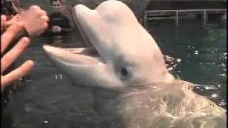 Shedd Aquarium Beluga Encounter