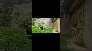 Card Throwing Trick Shots 40 #shorts #trickshot #cardthrowing #card