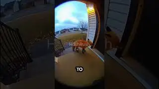 POV: A Fox Tries to Come Inside&hellip; and Nature Says Nope 🌪️🦊