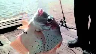 Sickle Fish - Butter Bream Fish - Kapi Kapi - Patapi - Ikan Daun