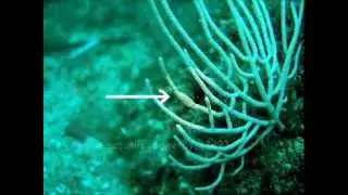 Simnia_aequalis_01.wmv