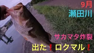 【バス釣り】ロクマル釣れる❗️秋のサカマタシャッド5インチのノーシンカー❗️琵琶湖　瀬田川