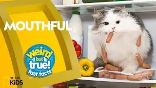 Mouthful | Weird But True!&mdash;Fast Facts