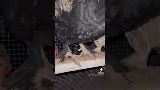 2x4s wide side up make the best roosts! #roost #chickens #backyardchickens
