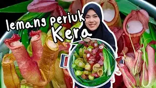 Lemang periuk kera payah nak buleh makan dah sekarang / ข้าวต้มหม้อข้าวหม้อแกงลิง