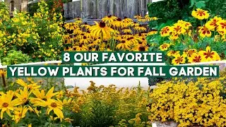 8 Our Favorite Yellow Plants for Fall Garden 🌻✨