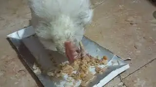 Adorable chick eating yummy rice 🍚🌾🌾🍚 # usa