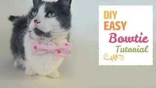 HOW TO MAKE AN EASY CAT BOWTIE | Cat DIY