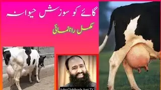 Ghotki Sindh Gaai Mastitis Elaj Ki Wazahat Dr Ashraf Sahibzada