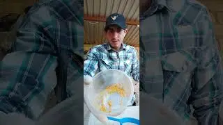 Chile  Chiltepin  proceso para germinar