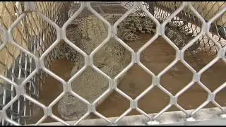 Crocodile Numbers