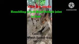 Knuckling of Left Hind Fetlock Joint in ND Cow