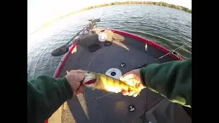 #Short  Video #Big #oconto  Perch