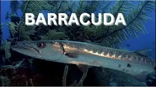 Barracuda Bonanza: Amazing Facts About these Cool Fish!