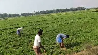 the nature #cultivated Field.