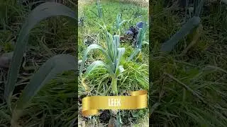 The Gentle Strength of Leeks: Slow Living & Gardening Inspiration #leekworld #healing #slowliving