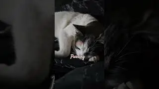 I love the purring sound #kittykitty #cat #purring #youtubecat