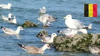 ZILVERMEEUW @ WESTENDE // BELGIAN COAST // EUROPEAN HERRING GULL // ELLA'SLIFE