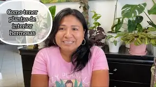 HAZ ESTO CON TUS PLANTAS DE INTERIOR Y CRECERÁN MUY HERMOSAS ||No tires más plantas