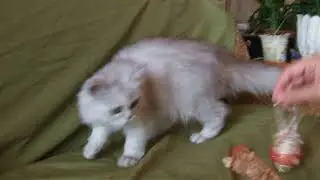 DSCF1151