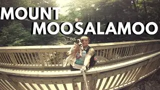 Mount Moosalamoo | Hiking 3.6 Miles with a Jack Russell Terrier