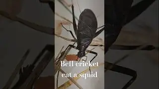 Bell cricket eating squid #insects #macro #bellcricket