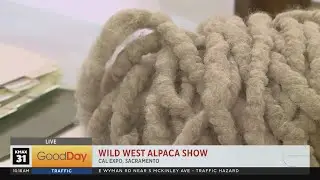 Wild West Alpaca Show at Cal Expo