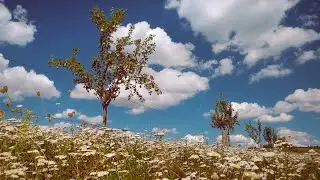 SUMMER MEADOW AMBIENCE. SHORT RELAXING VIDEO. PEARS, BLUE SKY WITH FLUFFY CLOUDS. SOUNDS OF NATURE.