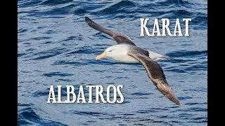 Karat - ALBATROS Text