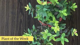 Myrtus communis ( Common Myrtle Plant ) #PlantOfTheWeek