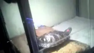 DIY turtle Basking area