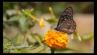 Beautiful Butterfly botany flower nature Awesome Video