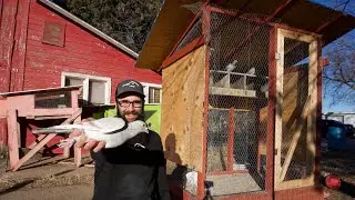 Pigeon Loft and Farm Update (Bad News)