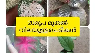Plants to beautify your garden at low prices.#PLANTS for sale..||Get yours quickly...home garden.