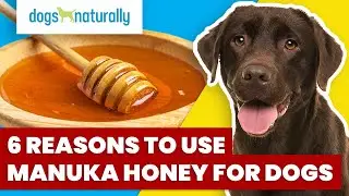 6 Reasons To Use Manuka Honey for Dogs