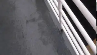 Docowen Visits the Aurora Ferry on the Alaskan Marine Highway
