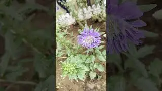 China aster - Callistephus chinensis #nature #plants #gardenflowers #garden #gardenplants #nursery