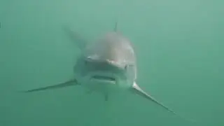 PIER shark research video