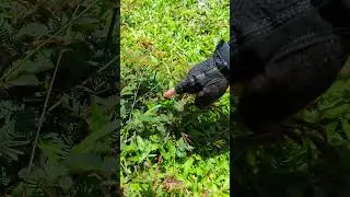 Мимоза стыдливая. Вьетнам.