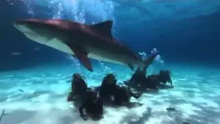 Blue Iguana Charters - Tiger Beach Bahamas - Diving with Tiger Sharks