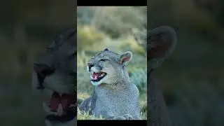 PUMA CALLING - This young male was calling his mother. Did you know they sound like this? #puma