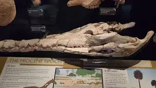 Gainesville, Florida Museum of Natural History, Miocene fossils..