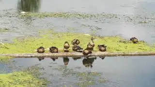 Kachna divok&aacute; (Anas platyrhynchos) - duck
