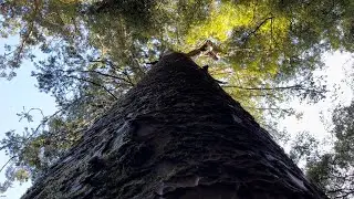 AH Reed Park: Extended Nature Lovers Edition