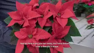Lazzeri Poinsettia Assortiment Comparison 2020