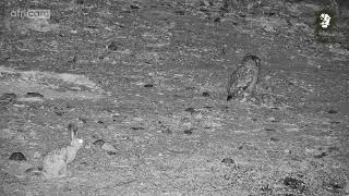 Scrub Hare And Owl Meet In The Night