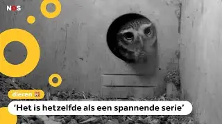 Je kan weer live meekijken in vogelnestjes 🦅