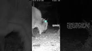 Unusual Activity CCTV Part 36  #mystery #cctv #wildlife #weirdpets #weirdanimal